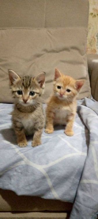 Котята в добрые и заботливые руки — 3