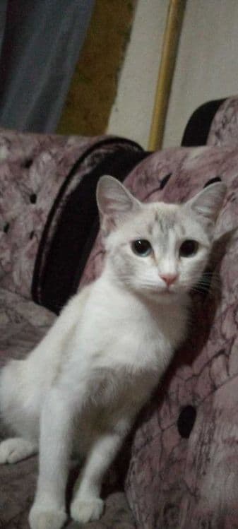 Котята в добрые и заботливые руки — 7