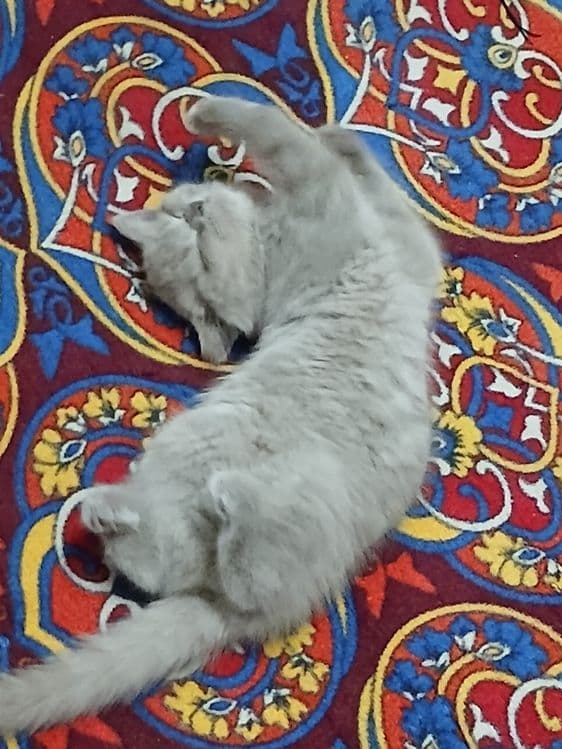 Damashni toza mushuk — 2