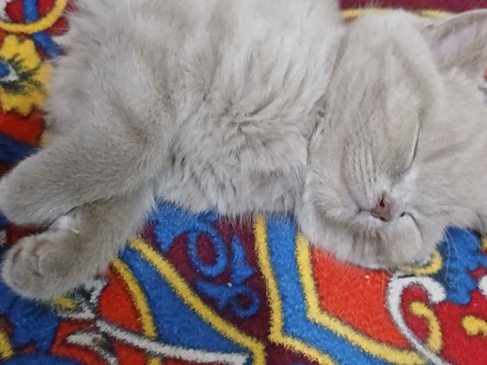 Damashni toza mushuk — 3