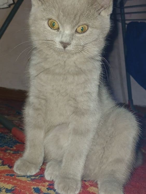 Damashni toza mushuk — 4