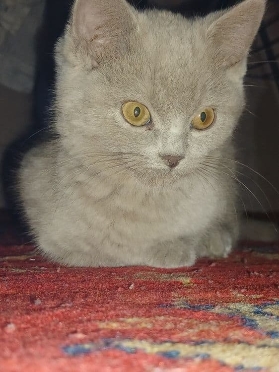 Damashni toza mushuk — 5