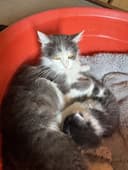 Котята турецкой ангоры, отдадим в хорошие руки