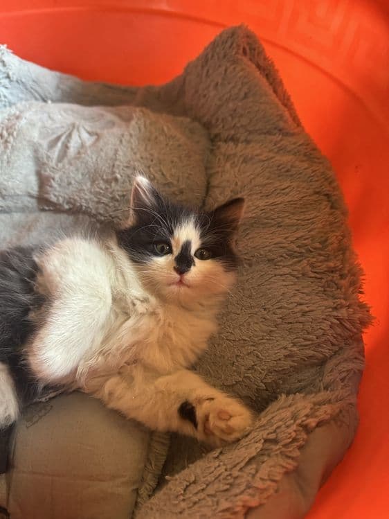 Котята турецкой ангоры, отдадим в хорошие руки — 2