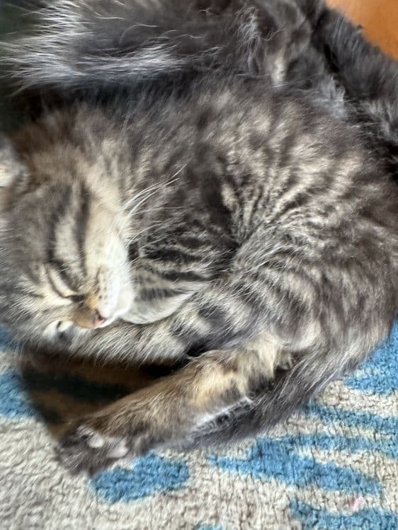 Котята турецкой ангоры, отдадим в хорошие руки — 3