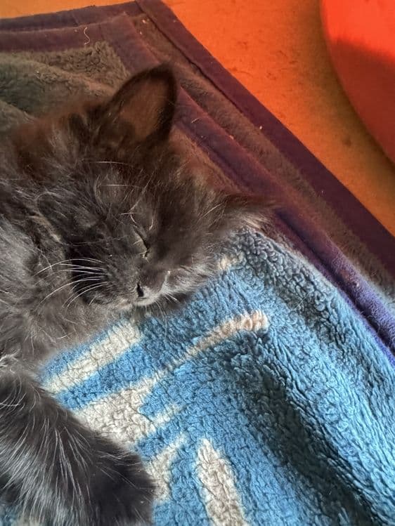 Котята турецкой ангоры, отдадим в хорошие руки — 4