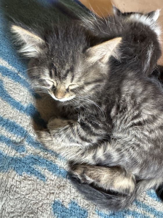 Котята турецкой ангоры, отдадим в хорошие руки — 5