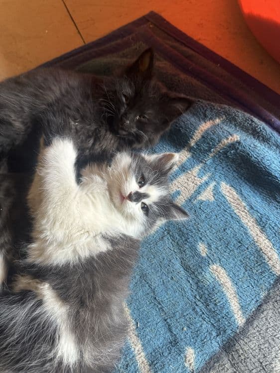 Котята турецкой ангоры, отдадим в хорошие руки — 6