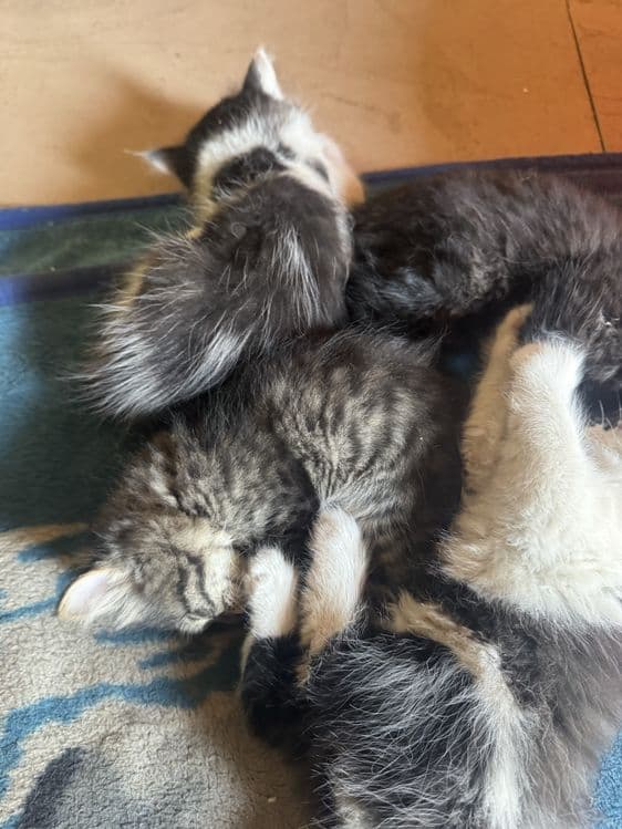 Котята турецкой ангоры, отдадим в хорошие руки — 7