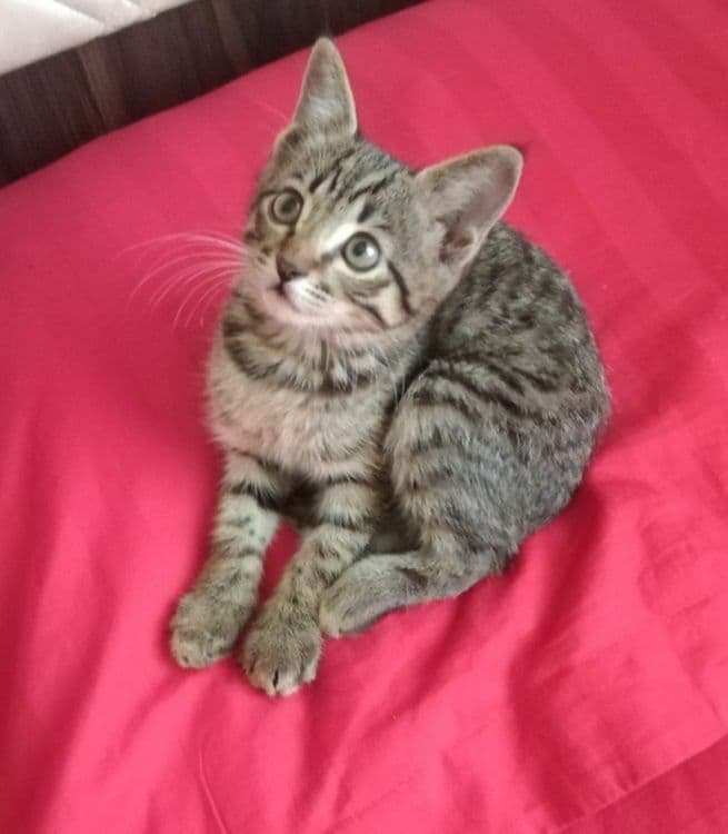Котёнок в хорошие руки! — 1