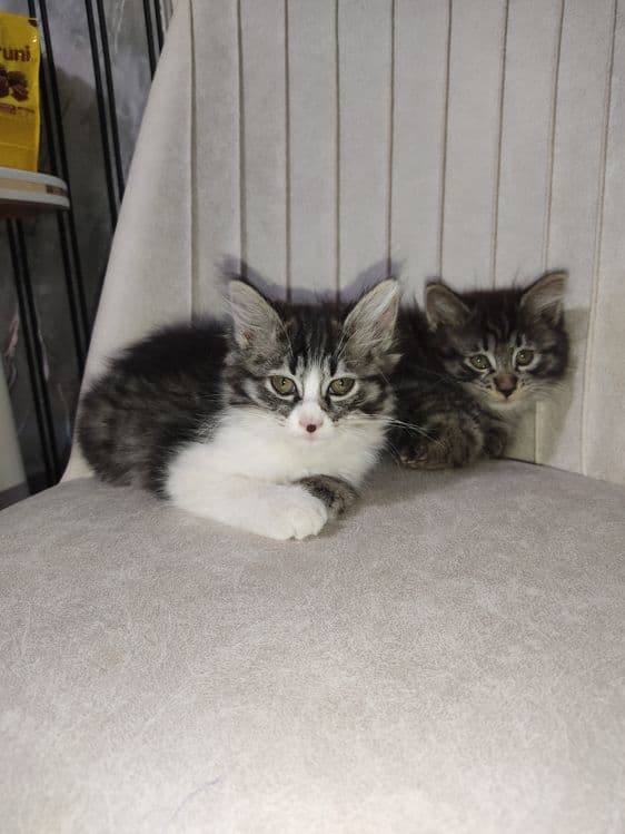 Котята метисы 2.5 месяца девочка и мальчик — 6
