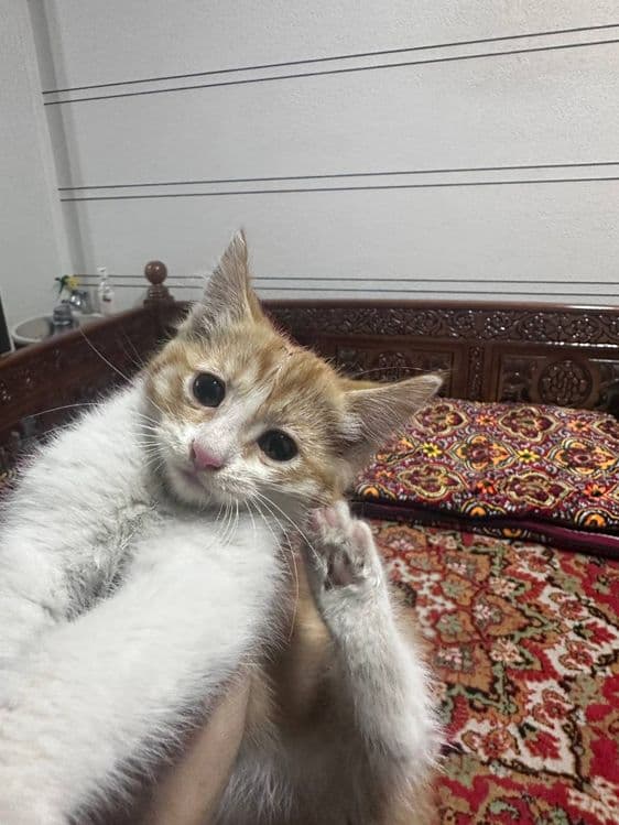 Mushuk bolalari yaxshi mehribon ma'suliyatli insonlarga beriladi — 2