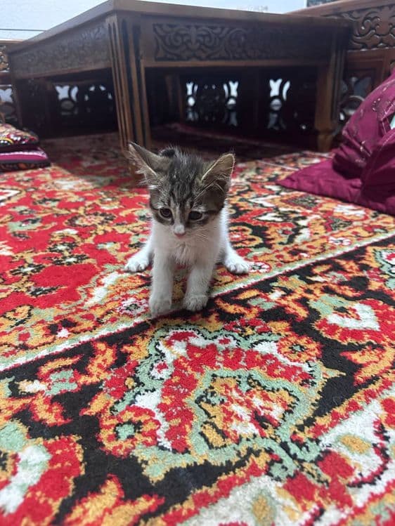 Mushuk bolalari yaxshi mehribon ma'suliyatli insonlarga beriladi — 3
