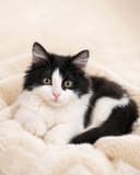 Очаровательная кошечка