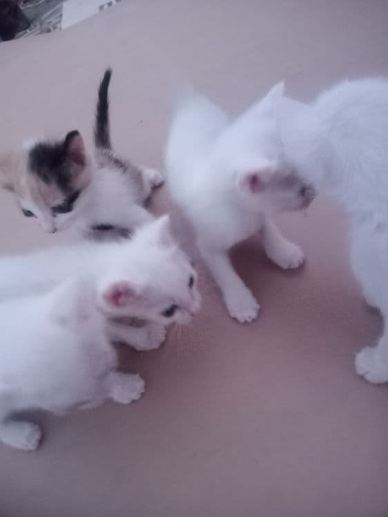 Mushukchalar  2 ta erkak 3 ta urgʻochi — 4
