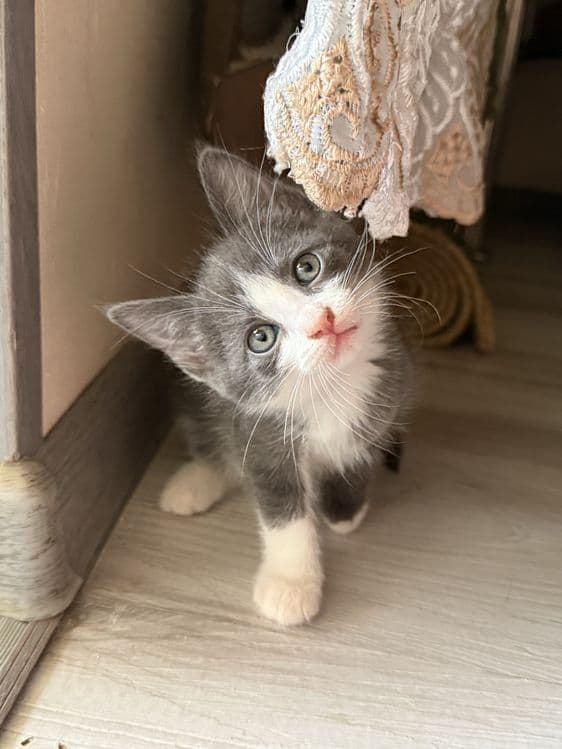 Домашние котята в добрые руки — 2