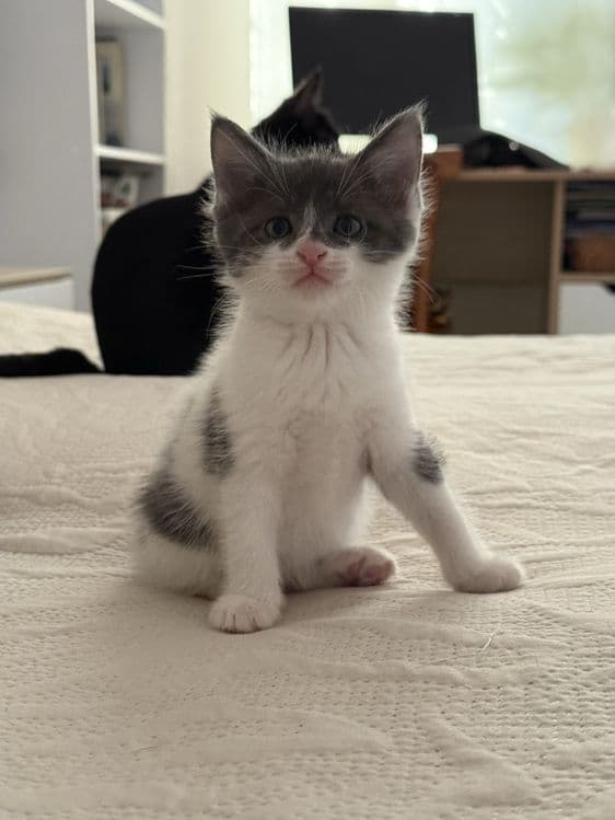 Домашние котята в добрые руки — 3