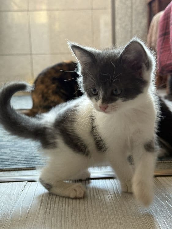 Домашние котята в добрые руки — 4