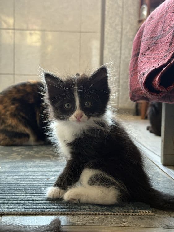 Домашние котята в добрые руки — 5