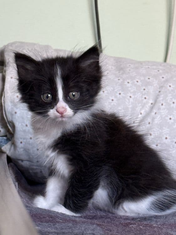 Домашние котята в добрые руки — 6
