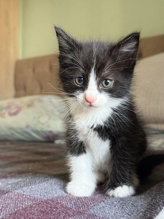 Домашние котята в добрые руки — 7