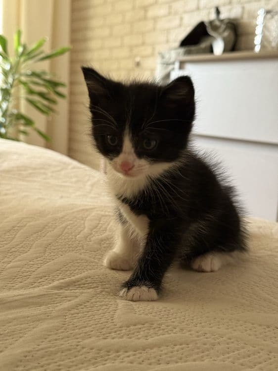 Домашние котята в добрые руки — 8