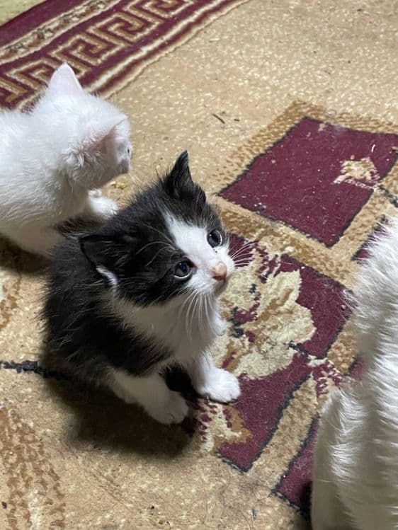 Котята в добрые руки — 2