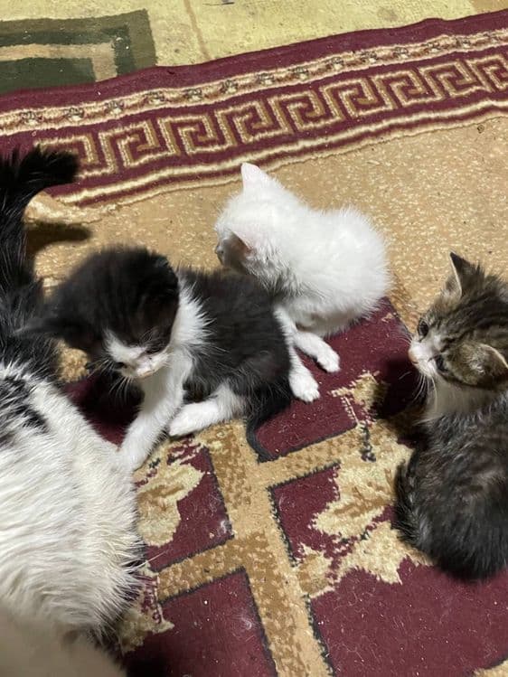 Котята в добрые руки — 3
