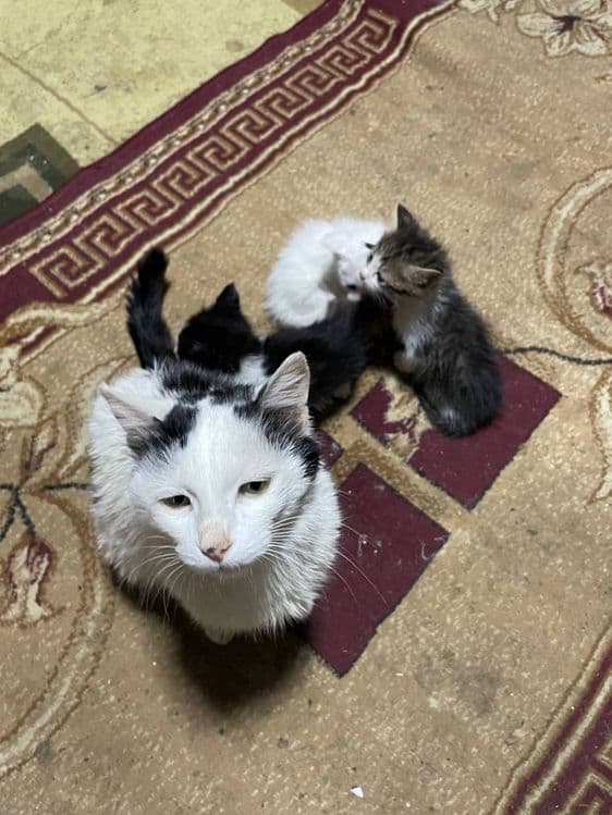 Котята в добрые руки — 4