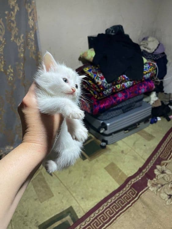 Котята в добрые руки — 5