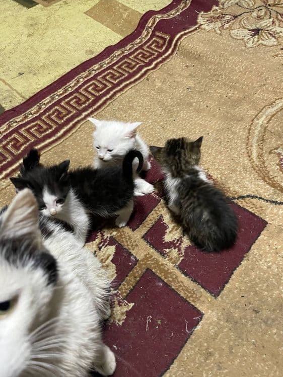 Котята в добрые руки — 6