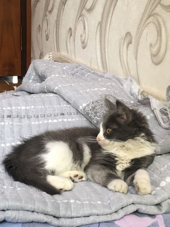 Срочно продаю котенка!!! Длинношёрстный Страйт — 2