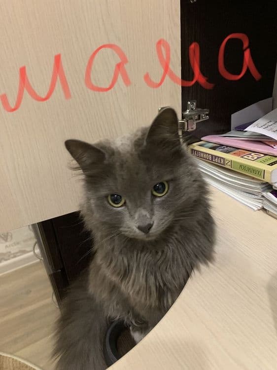 Срочно продаю котенка!!! Длинношёрстный Страйт — 3