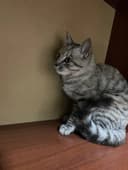 Кошка чистая аккуратная