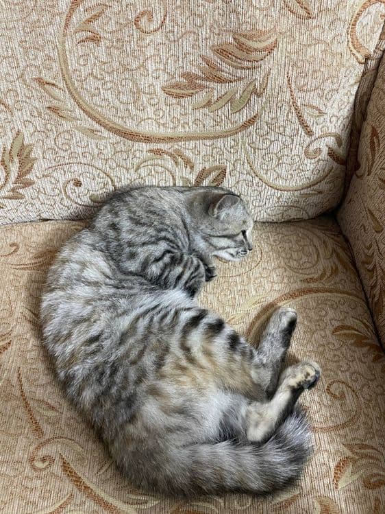 Кошка чистая аккуратная — 2