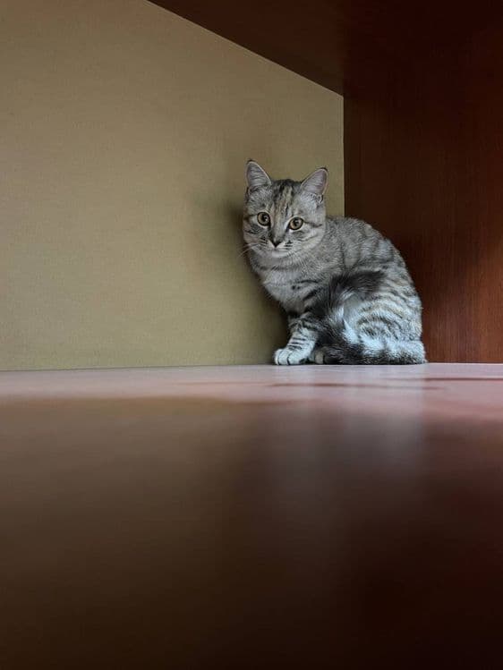Кошка чистая аккуратная — 3