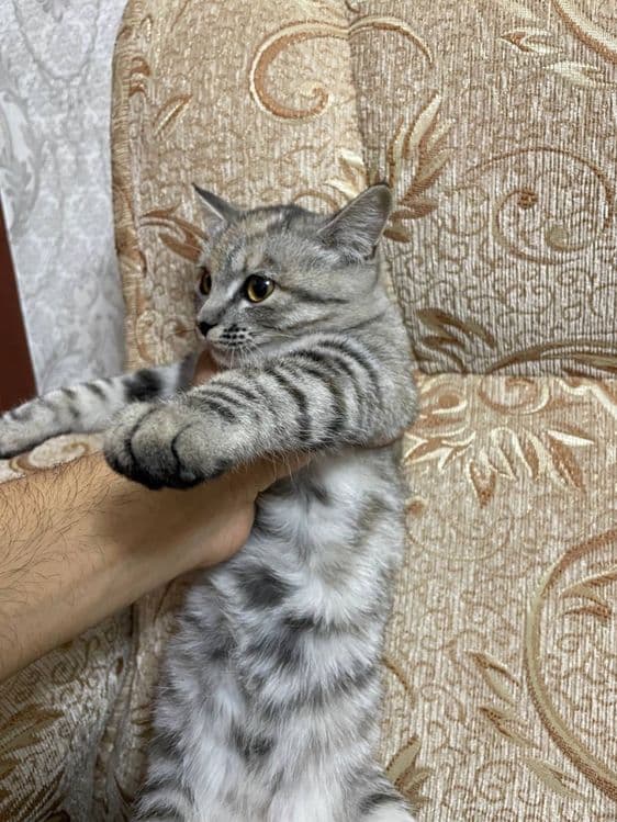 Кошка чистая аккуратная — 4