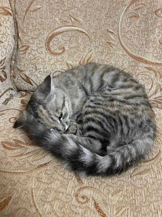 Кошка чистая аккуратная — 5