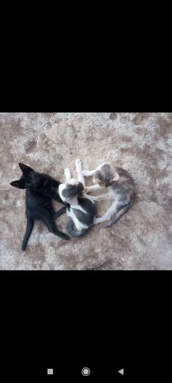 Mushuk bolalari sotiladi. — 1