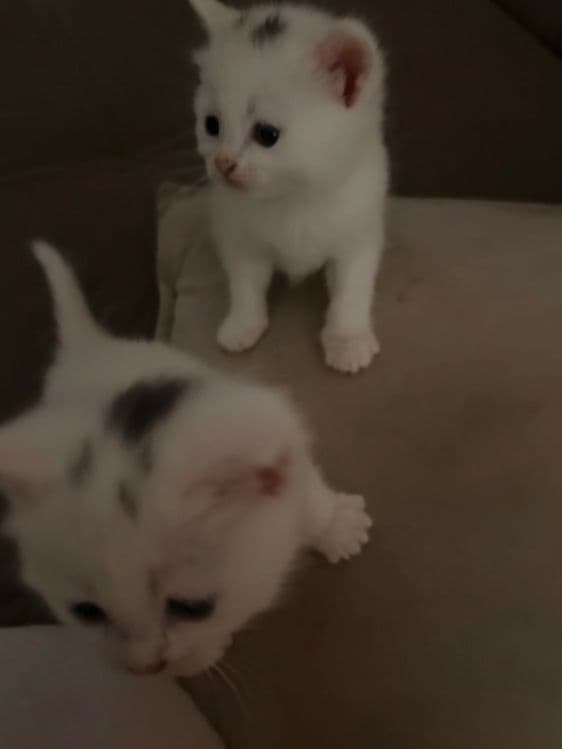 Белые котята сибирской кошки — 2