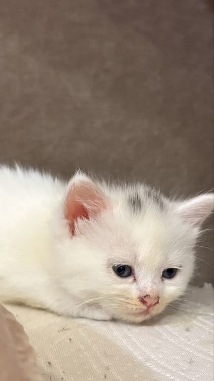 Белые котята сибирской кошки — 3