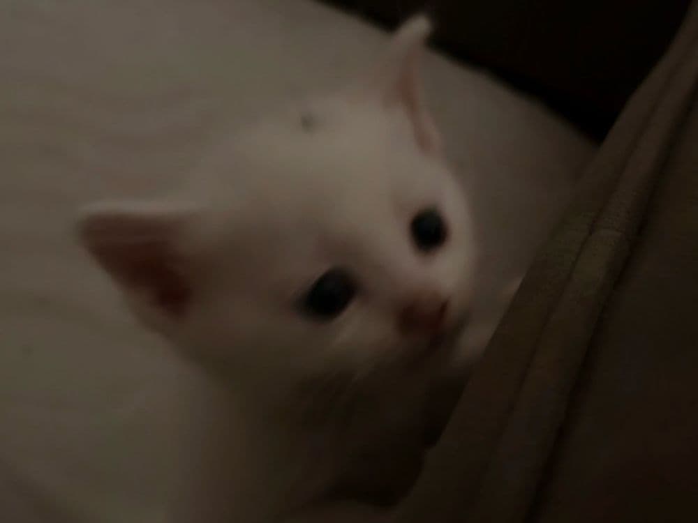 Белые котята сибирской кошки — 4