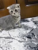 Котенок пародии Русско голубой