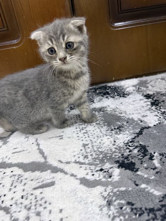 Котенок пародии Русско голубой — 1