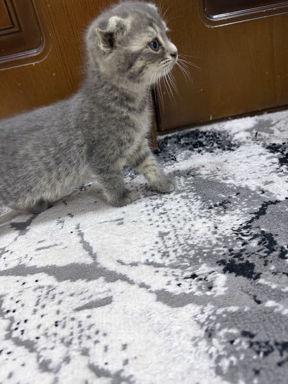 Котенок пародии Русско голубой — 2