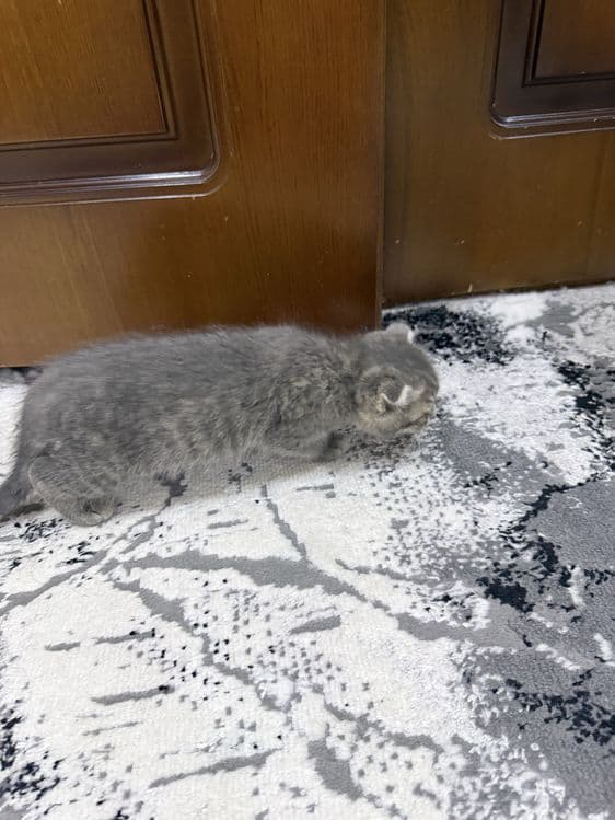 Котенок пародии Русско голубой — 3