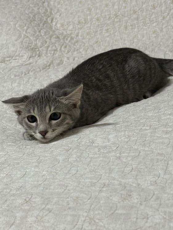 Продаётся котёнок Европейской короткошерстной породы — 2