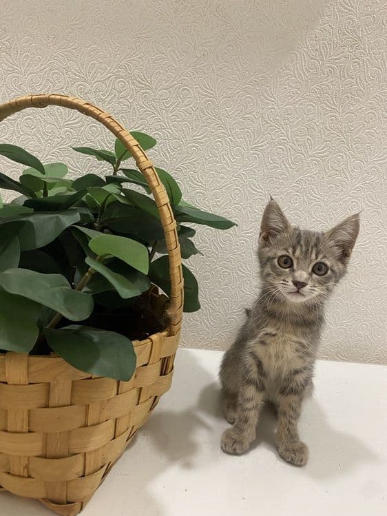 Продаем домашних котят,вакцинированые в надёжные, любищие руки — 2