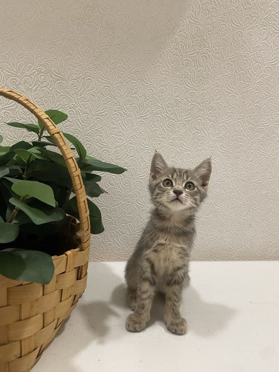 Продаем домашних котят,вакцинированые в надёжные, любищие руки — 4