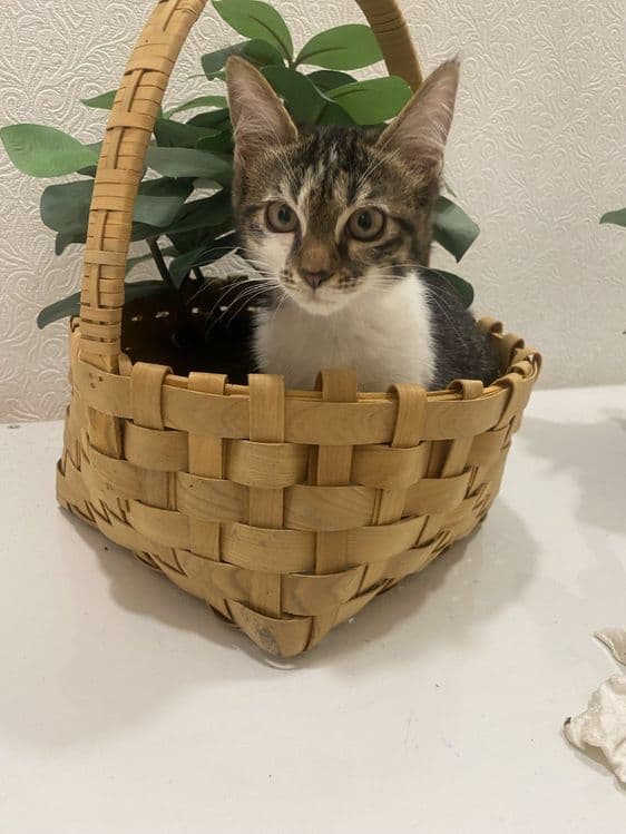 Продаем домашних котят,вакцинированые в надёжные, любищие руки — 6